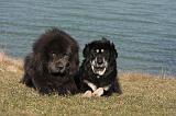 DOGUE DU TIBET 178